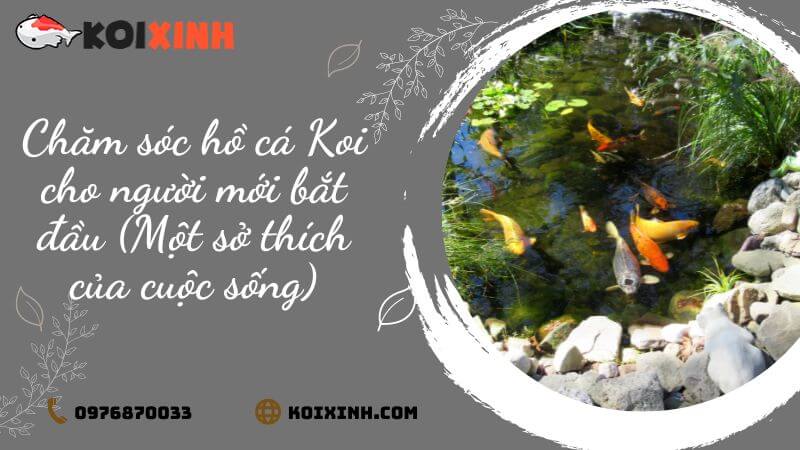 Chăm Sóc Hồ Cá Koi Cho Người Mới Bắt đầu (một Sở Thích Của Cuộc Sống)| Bên Ngoài Sự Hiện đại Chăm Sóc Hồ Cá Koi Cho Người Mới Bắt đầu (một Sở Thích Của Cuộc Sống)| Bên Ngoài Sự Hiện đại
