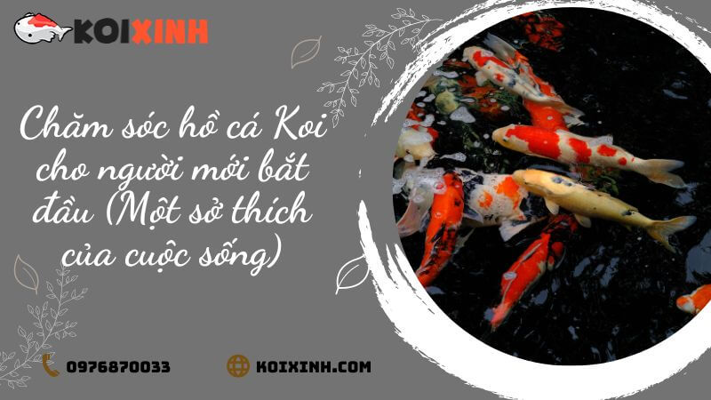 Chăm Sóc Hồ Cá Koi Cho Người Mới Bắt đầu (một Sở Thích Của Cuộc Sống)| Bên Ngoài Sự Hiện đại Chăm Sóc Hồ Cá Koi Cho Người Mới Bắt đầu (một Sở Thích Của Cuộc Sống)| Bên Ngoài Sự Hiện đại