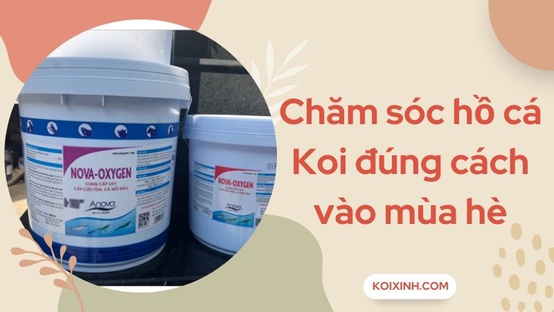Chăm Sóc Hồ Cá Koi Đúng Cách Vào Mùa Hè