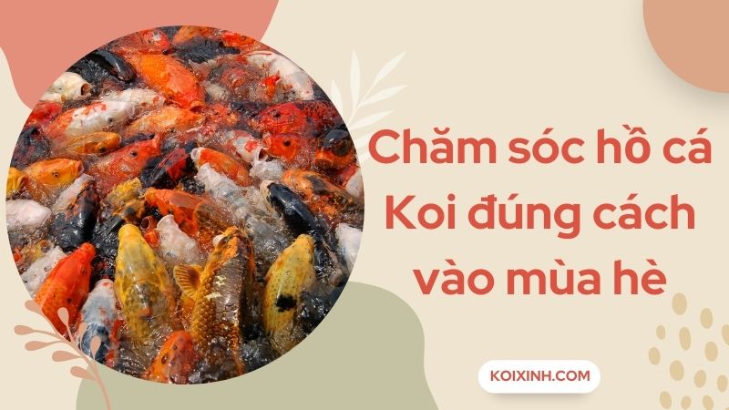 Chăm Sóc Hồ Cá Koi Đúng Cách Vào Mùa Hè
