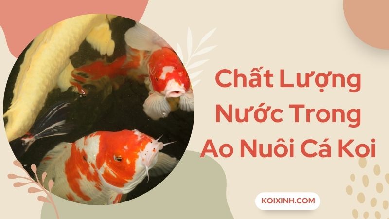 Chất Lượng Nước Trong Ao Nuôi Cá Koi