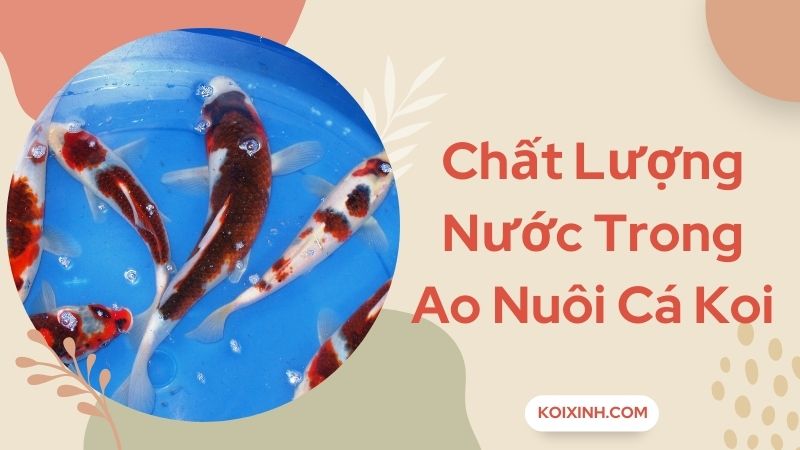 Chất Lượng Nước Trong Ao Nuôi Cá Koi