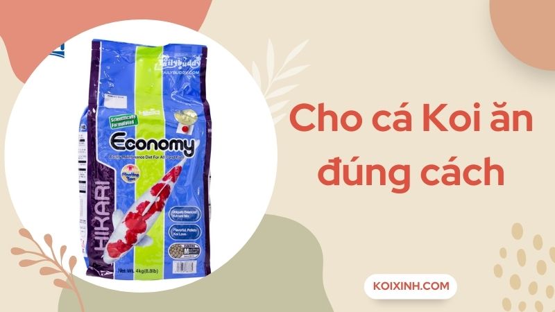 Cho Cá Koi Ăn Đúng Cách – Ba Yếu Tố Cần Chú Trọng Cho Cá Koi Ăn Đúng Cách – Ba Yếu Tố Cần Chú Trọng