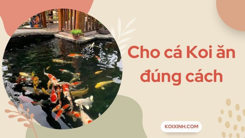 Cho Cá Koi Ăn Đúng Cách – Ba Yếu Tố Cần Chú Trọng Cho Cá Koi Ăn Đúng Cách – Ba Yếu Tố Cần Chú Trọng