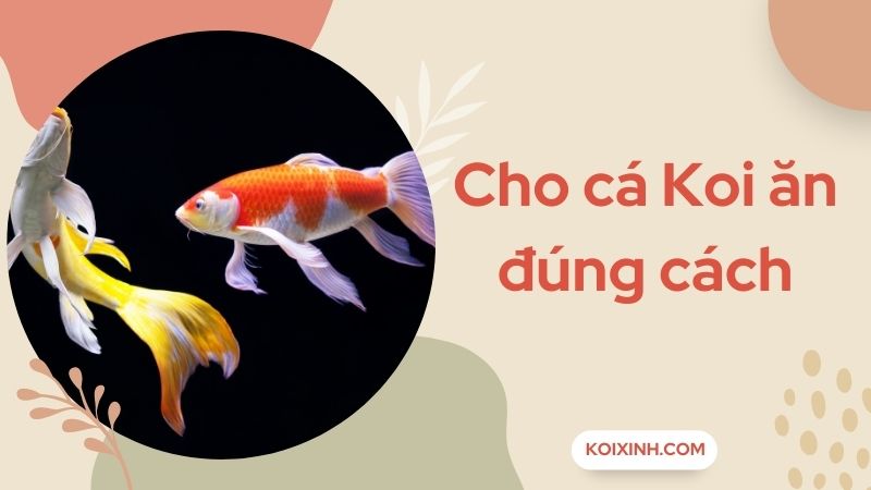 Cho Cá Koi Ăn Đúng Cách – Ba Yếu Tố Cần Chú Trọng