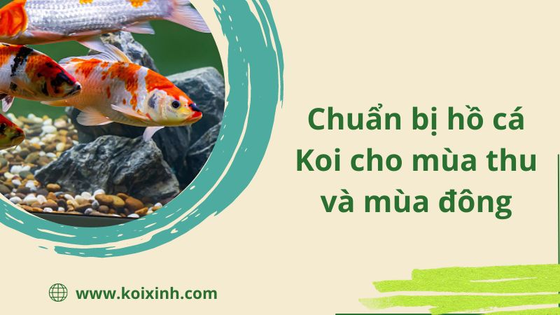 Chuẩn Bị Hồ Cá Koi Của Bạn Cho Mùa Thu Và Mùa đông