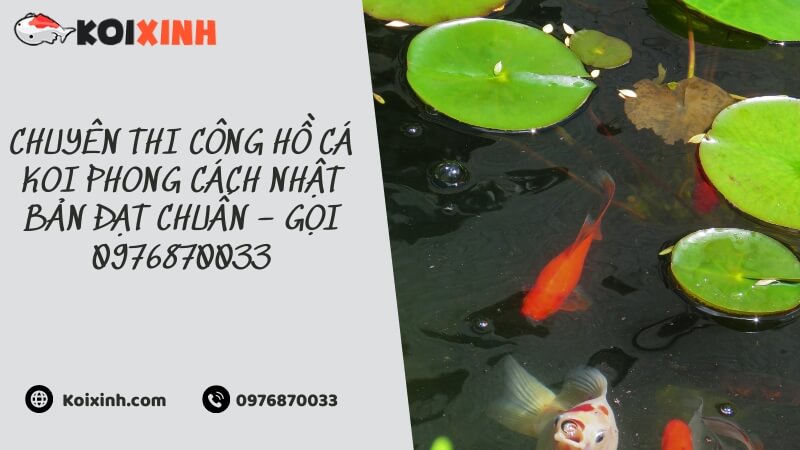 Chuyên Thi Công Hồ Cá Koi Phong Cách Nhật Bản đạt Chuẩn – Gọi 0976870033