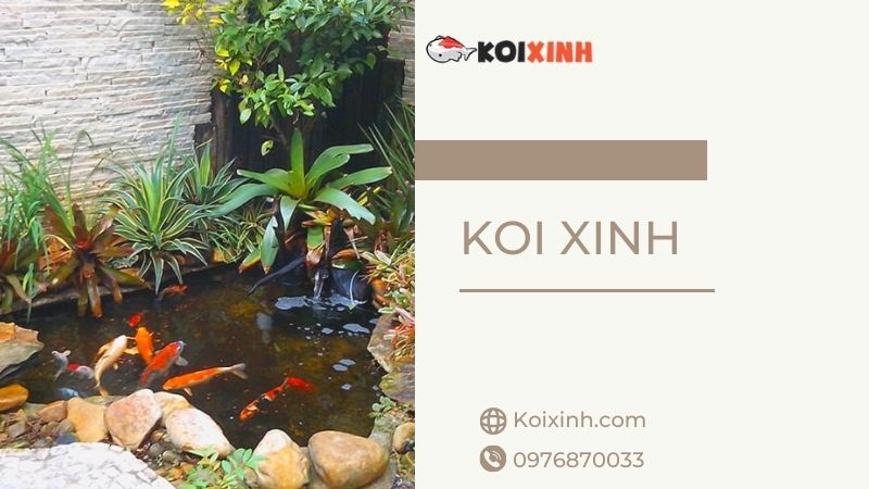 Chuyên Thi Công Thiết Kế Hồ Cá Koi Uy Tín, Giá Rẻ Tại Hà Nội – Gọi 0976870033 Chuyên Thi Công Thiết Kế Hồ Cá Koi Uy Tín, Giá Rẻ Tại Hà Nội – Gọi 0976870033