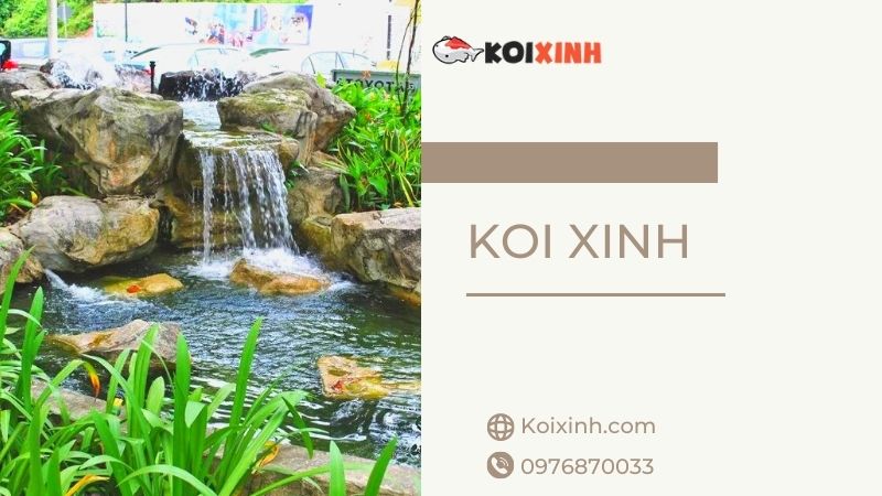 Chuyên Thi Công Thiết Kế Hồ Cá Koi Uy Tín, Giá Rẻ Tại Hà Nội – Gọi 0976870033 Chuyên Thi Công Thiết Kế Hồ Cá Koi Uy Tín, Giá Rẻ Tại Hà Nội – Gọi 0976870033