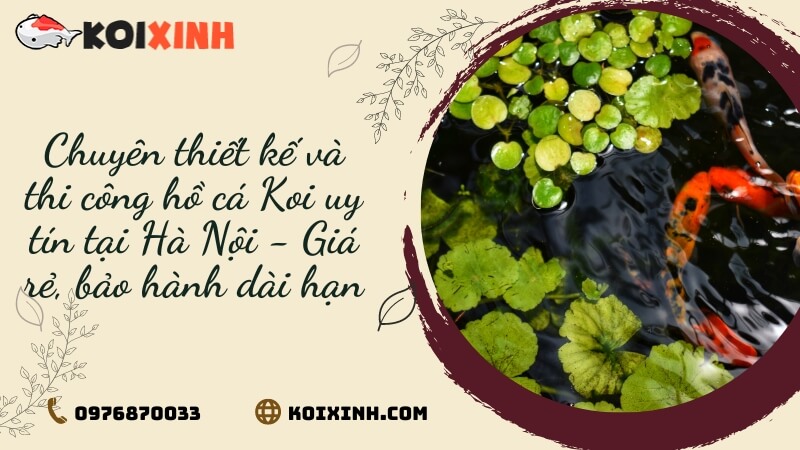 Chuyên Thiết Kế Và Thi Công Hồ Cá Koi Uy Tín Tại Hà Nội – Giá Rẻ, Bảo Hành Dài Hạn Chuyên Thiết Kế Và Thi Công Hồ Cá Koi Uy Tín Tại Hà Nội – Giá Rẻ, Bảo Hành Dài Hạn