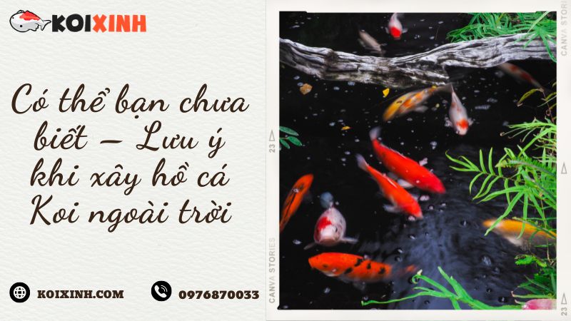 Có Thể Bạn Chưa Biết – Lưu ý Khi Xây Hồ Cá Koi Ngoài Trời Có Thể Bạn Chưa Biết – Lưu ý Khi Xây Hồ Cá Koi Ngoài Trời
