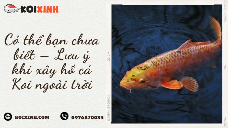 Có Thể Bạn Chưa Biết – Lưu ý Khi Xây Hồ Cá Koi Ngoài Trời Có Thể Bạn Chưa Biết – Lưu ý Khi Xây Hồ Cá Koi Ngoài Trời