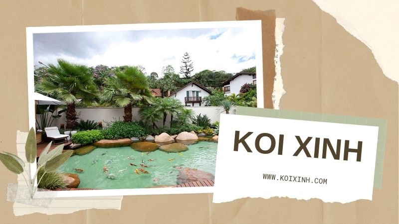 Dịch Vụ Thiết Kế Thi Công Hồ Cá Koi Trong Nhà Uy Tín, Chất Lượng Tại Hà Nội