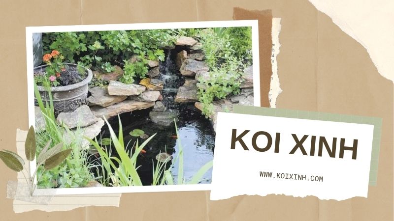 Dịch Vụ Thiết Kế Thi Công Hồ Cá Koi Trong Nhà Uy Tín, Chất Lượng Tại Hà Nội