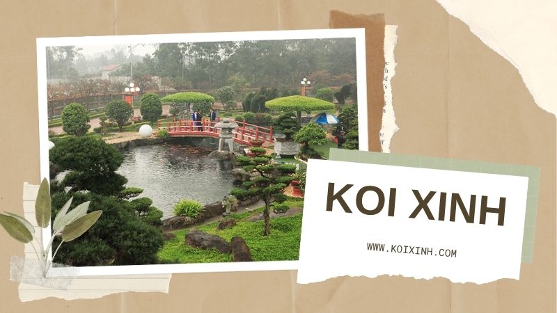 Dịch Vụ Thiết Kế Thi Công Hồ Cá Koi Trong Nhà Uy Tín, Chất Lượng Tại Hà Nội