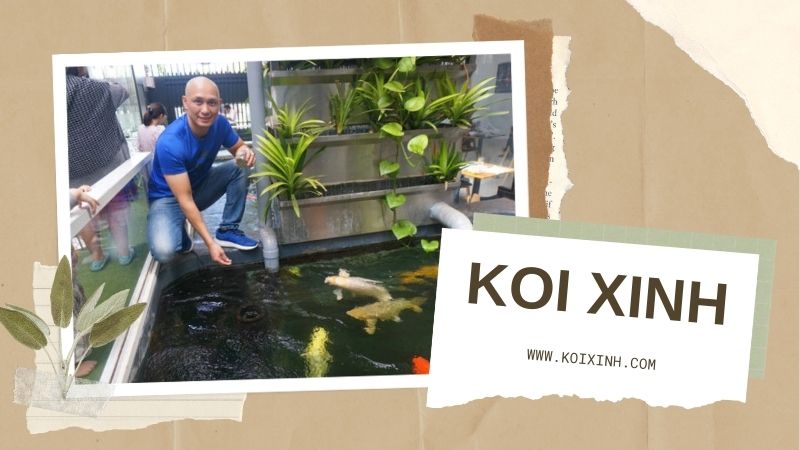 Dịch Vụ Thiết Kế Thi Công Hồ Cá Koi Trong Nhà Uy Tín, Chất Lượng Tại Hà Nội