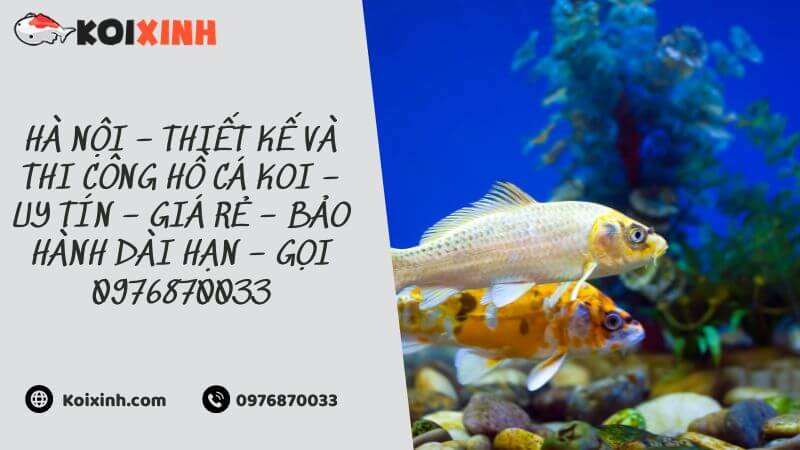 Hà Nội – Thiết Kế Và Thi Công Hồ Cá Koi – Uy Tín – Giá Rẻ – Bảo Hành Dài Hạn – Gọi 0976870033 Hà Nội – Thiết Kế Và Thi Công Hồ Cá Koi – Uy Tín – Giá Rẻ – Bảo Hành Dài Hạn – Gọi 0976870033