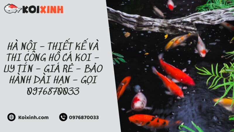 Hà Nội – Thiết Kế Và Thi Công Hồ Cá Koi – Uy Tín – Giá Rẻ – Bảo Hành Dài Hạn – Gọi 0976870033 Hà Nội – Thiết Kế Và Thi Công Hồ Cá Koi – Uy Tín – Giá Rẻ – Bảo Hành Dài Hạn – Gọi 0976870033