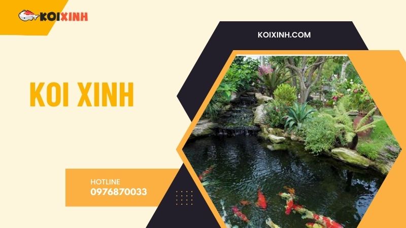 Hà Nội Thi Công Hồ Koi Uy Tín, Giá Rẻ, Bảo Hành Dài Hạn – Hotline 0976870033 Hà Nội Thi Công Hồ Koi Uy Tín, Giá Rẻ, Bảo Hành Dài Hạn – Hotline 0976870033