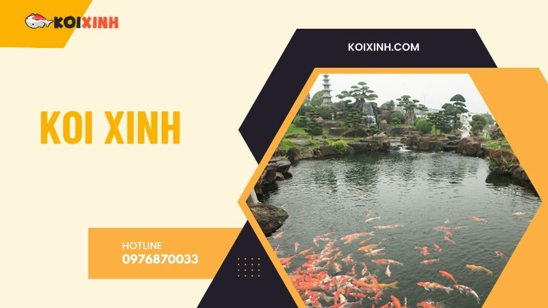 Hà Nội Thi Công Hồ Koi Uy Tín, Giá Rẻ, Bảo Hành Dài Hạn – Hotline 0976870033 Hà Nội Thi Công Hồ Koi Uy Tín, Giá Rẻ, Bảo Hành Dài Hạn – Hotline 0976870033