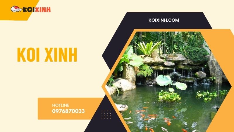 Hà Nội Thi Công Hồ Koi Uy Tín, Giá Rẻ, Bảo Hành Dài Hạn – Hotline 0976870033