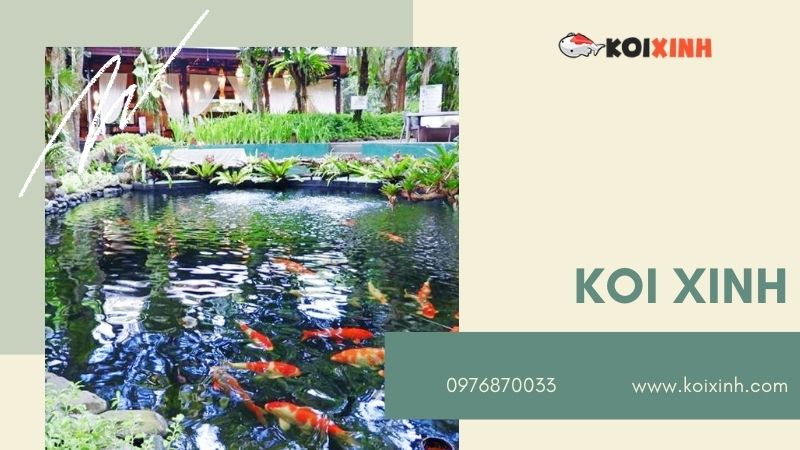 Hà Nội Thiết Kế Hồ Cá Koi – Giá Rẻ, Uy Tín, Bảo Hành Dài Hạn – Gọi 0976870033 Hà Nội Thiết Kế Hồ Cá Koi – Giá Rẻ, Uy Tín, Bảo Hành Dài Hạn – Gọi 0976870033