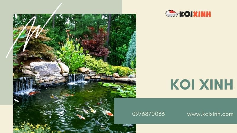 Hà Nội Thiết Kế Hồ Cá Koi – Giá Rẻ, Uy Tín, Bảo Hành Dài Hạn – Gọi 0976870033 Hà Nội Thiết Kế Hồ Cá Koi – Giá Rẻ, Uy Tín, Bảo Hành Dài Hạn – Gọi 0976870033
