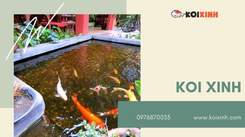 Hà Nội Thiết Kế Hồ Cá Koi – Giá Rẻ, Uy Tín, Bảo Hành Dài Hạn – Gọi 0976870033 Hà Nội Thiết Kế Hồ Cá Koi – Giá Rẻ, Uy Tín, Bảo Hành Dài Hạn – Gọi 0976870033