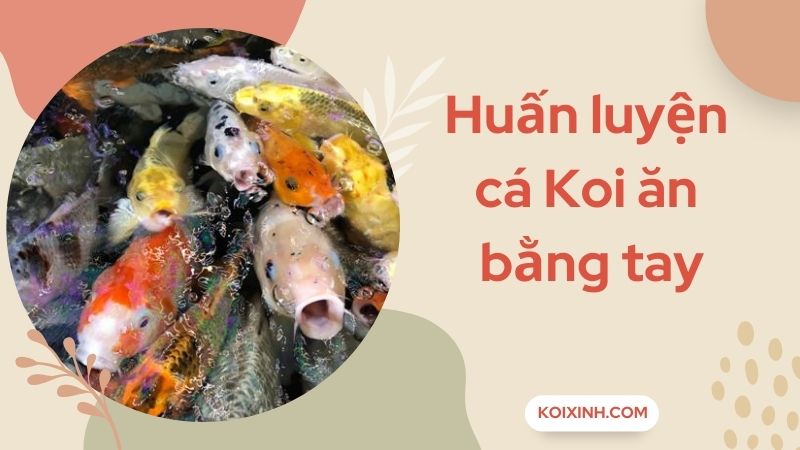 Huấn Luyện Cá Koi Quen Với Việc Cho Ăn Bằng Tay Huấn Luyện Cá Koi Quen Với Việc Cho Ăn Bằng Tay