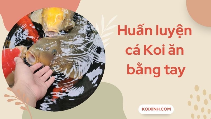 Huấn Luyện Cá Koi Quen Với Việc Cho Ăn Bằng Tay Huấn Luyện Cá Koi Quen Với Việc Cho Ăn Bằng Tay