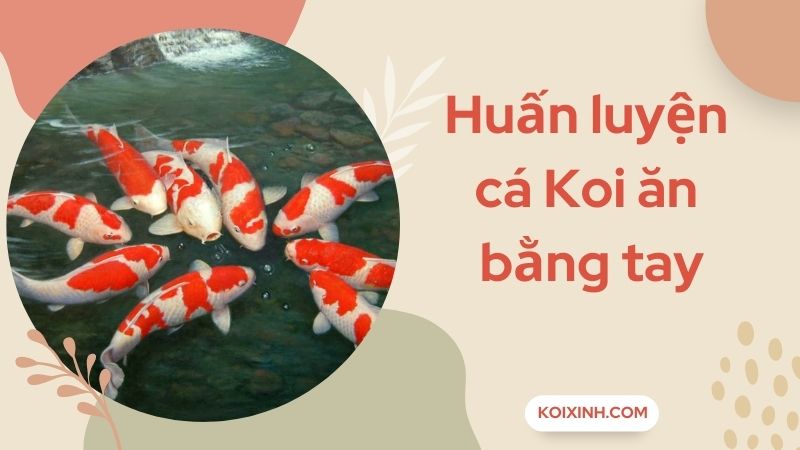Huấn Luyện Cá Koi Quen Với Việc Cho Ăn Bằng Tay
