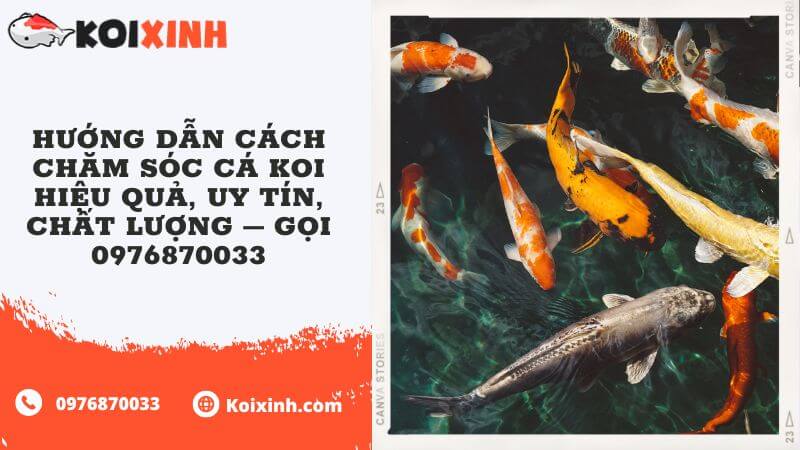 Hướng Dẫn Cách Chăm Sóc Cá Koi Hiệu Quả, Uy Tín, Chất Lượng – Gọi 0976870033 Hướng Dẫn Cách Chăm Sóc Cá Koi Hiệu Quả, Uy Tín, Chất Lượng – Gọi 0976870033