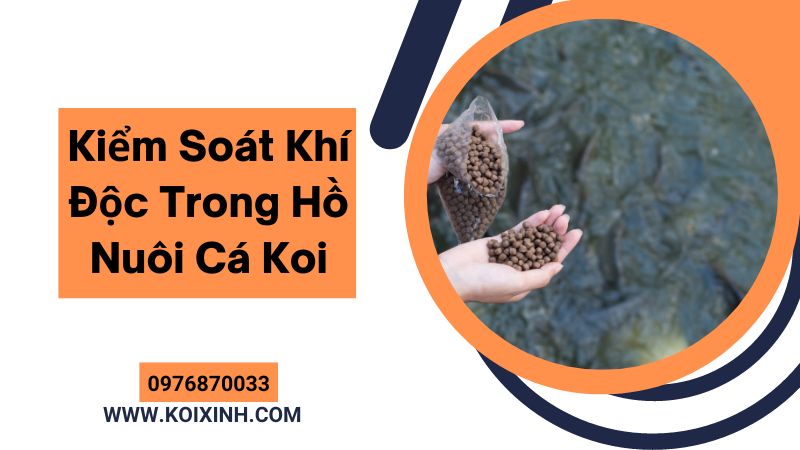 Kiểm Soát Khí Độc Trong Hồ Nuôi Cá Koi Kiểm Soát Khí Độc Trong Hồ Nuôi Cá Koi