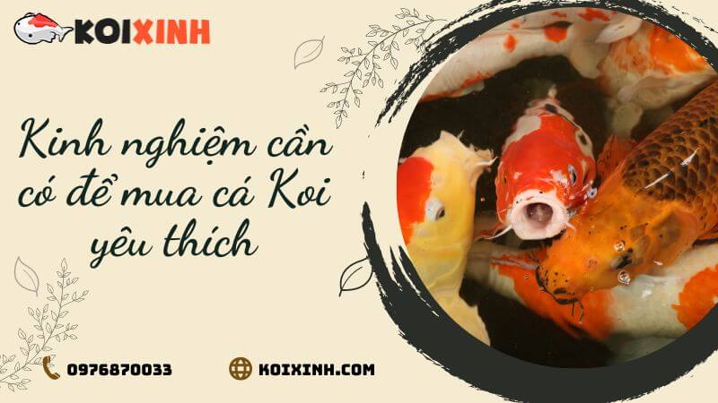 Kinh Nghiệm Cần Có để Mua Cá Koi Yêu Thích Kinh Nghiệm Cần Có để Mua Cá Koi Yêu Thích