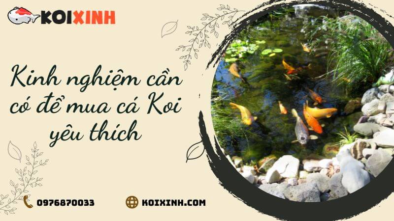 Kinh Nghiệm Cần Có để Mua Cá Koi Yêu Thích Kinh Nghiệm Cần Có để Mua Cá Koi Yêu Thích