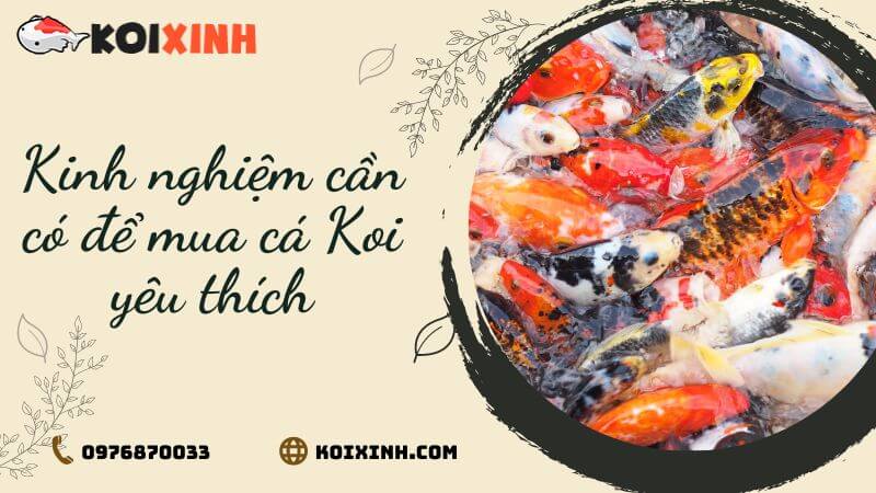 Kinh Nghiệm Cần Có để Mua Cá Koi Yêu Thích Kinh Nghiệm Cần Có để Mua Cá Koi Yêu Thích