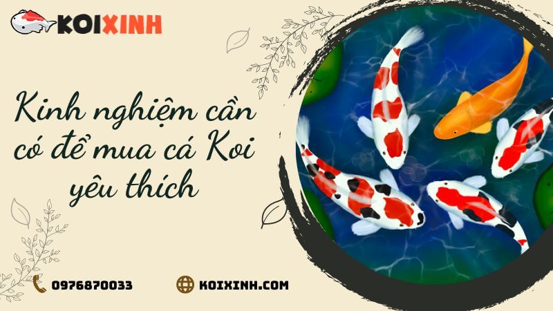 Kinh Nghiệm Cần Có để Mua Cá Koi Yêu Thích Kinh Nghiệm Cần Có để Mua Cá Koi Yêu Thích