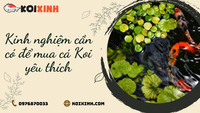 Kinh Nghiệm Cần Có để Mua Cá Koi Yêu Thích Kinh Nghiệm Cần Có để Mua Cá Koi Yêu Thích