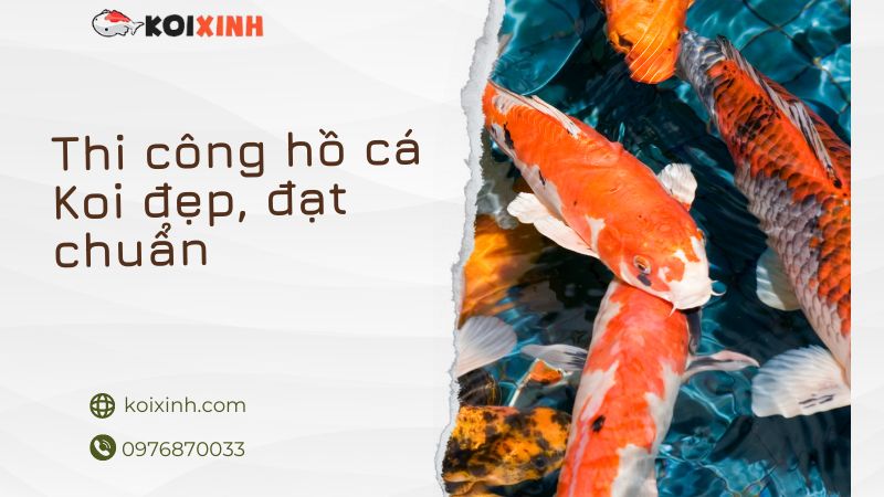 Thi Công Hồ Cá Koi đẹp, đạt Chuẩn – Uy Tín, Chuyên Nghiệp