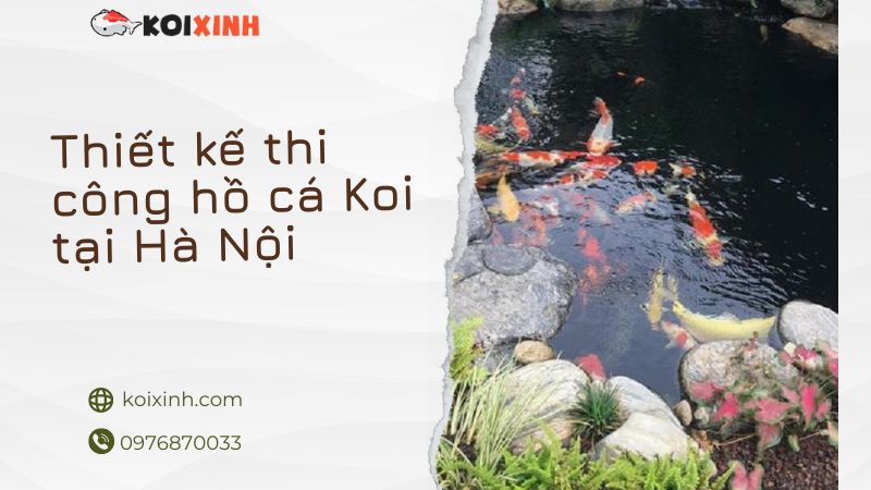 Thiết Kế Thi Công Hồ Cá Koi Tại Hà Nội – Uy Tín, Bảo Hành Dài Hạn