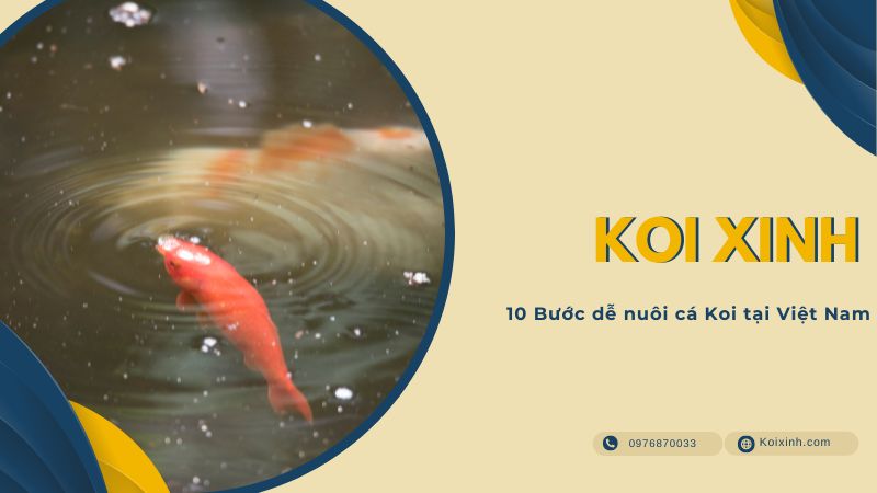 10 Bước dễ nuôi cá Koi tại Việt Nam