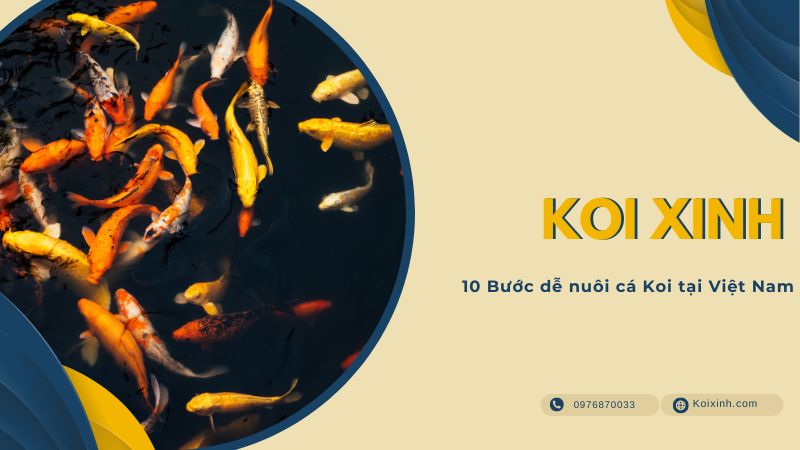 10 Bước Dễ Nuôi Cá Koi Tại Việt Nam 10 Bước Dễ Nuôi Cá Koi Tại Việt Nam