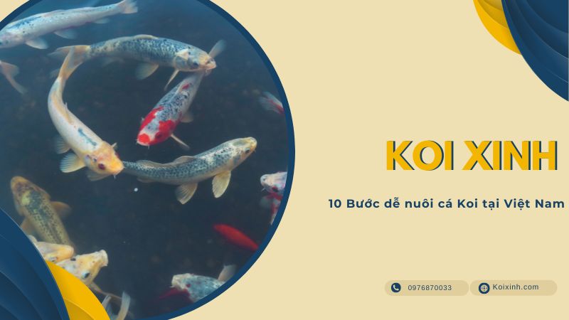 10 Bước Dễ Nuôi Cá Koi Tại Việt Nam 10 Bước Dễ Nuôi Cá Koi Tại Việt Nam
