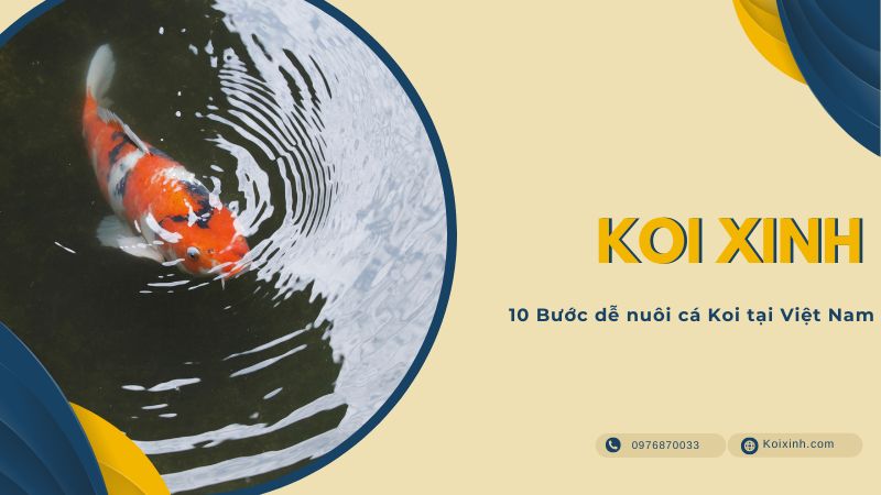10 Bước Dễ Nuôi Cá Koi Tại Việt Nam 10 Bước dễ nuôi cá Koi tại Việt Nam