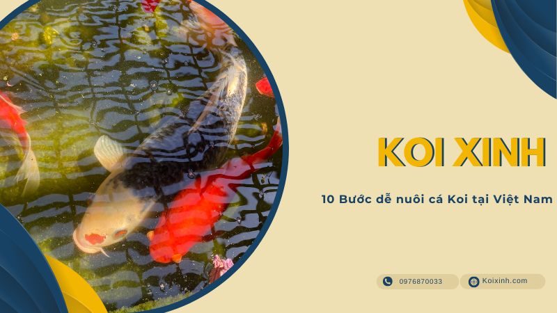 10 Bước Dễ Nuôi Cá Koi Tại Việt Nam 10 Bước dễ nuôi cá Koi tại Việt Nam