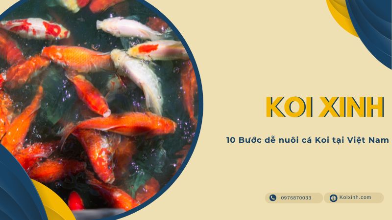10 Bước Dễ Nuôi Cá Koi Tại Việt Nam 10 Bước Dễ Nuôi Cá Koi Tại Việt Nam