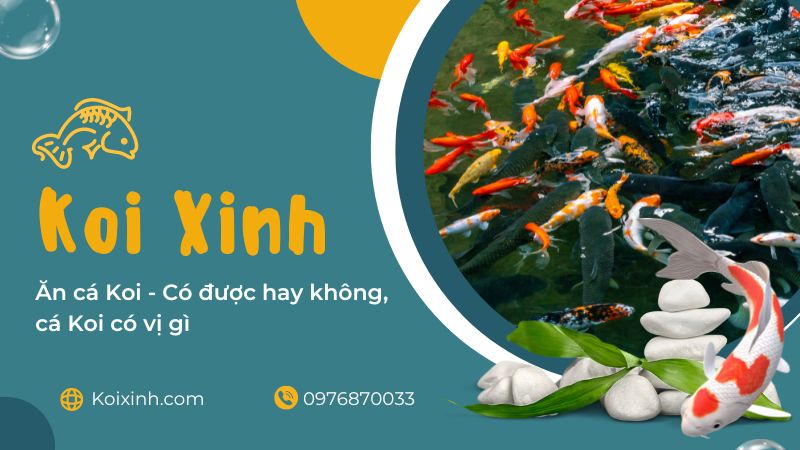Ăn Cá Koi – Có được Hay Không, Cá Koi Có Vị Gì