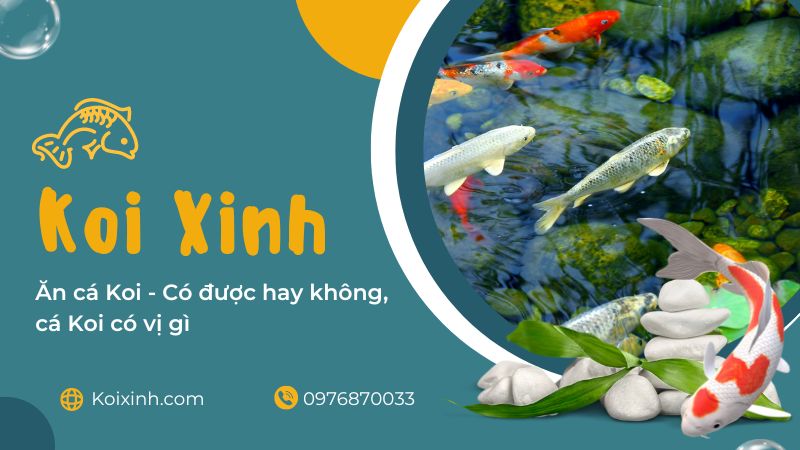 Ăn Cá Koi – Có được Hay Không, Cá Koi Có Vị Gì