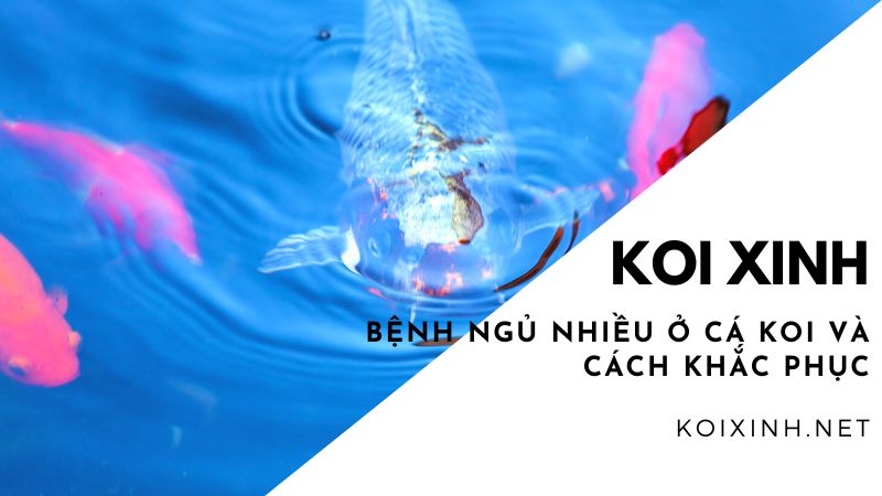 Bệnh Ngủ Nhiều Ở Cá Koi Và Cách Khắc Phục Bệnh Ngủ Nhiều Ở Cá Koi Và Cách Khắc Phục