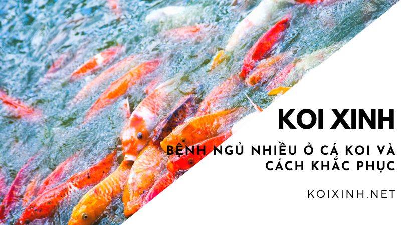 Bệnh Ngủ Nhiều Ở Cá Koi Và Cách Khắc Phục Bệnh Ngủ Nhiều Ở Cá Koi Và Cách Khắc Phục
